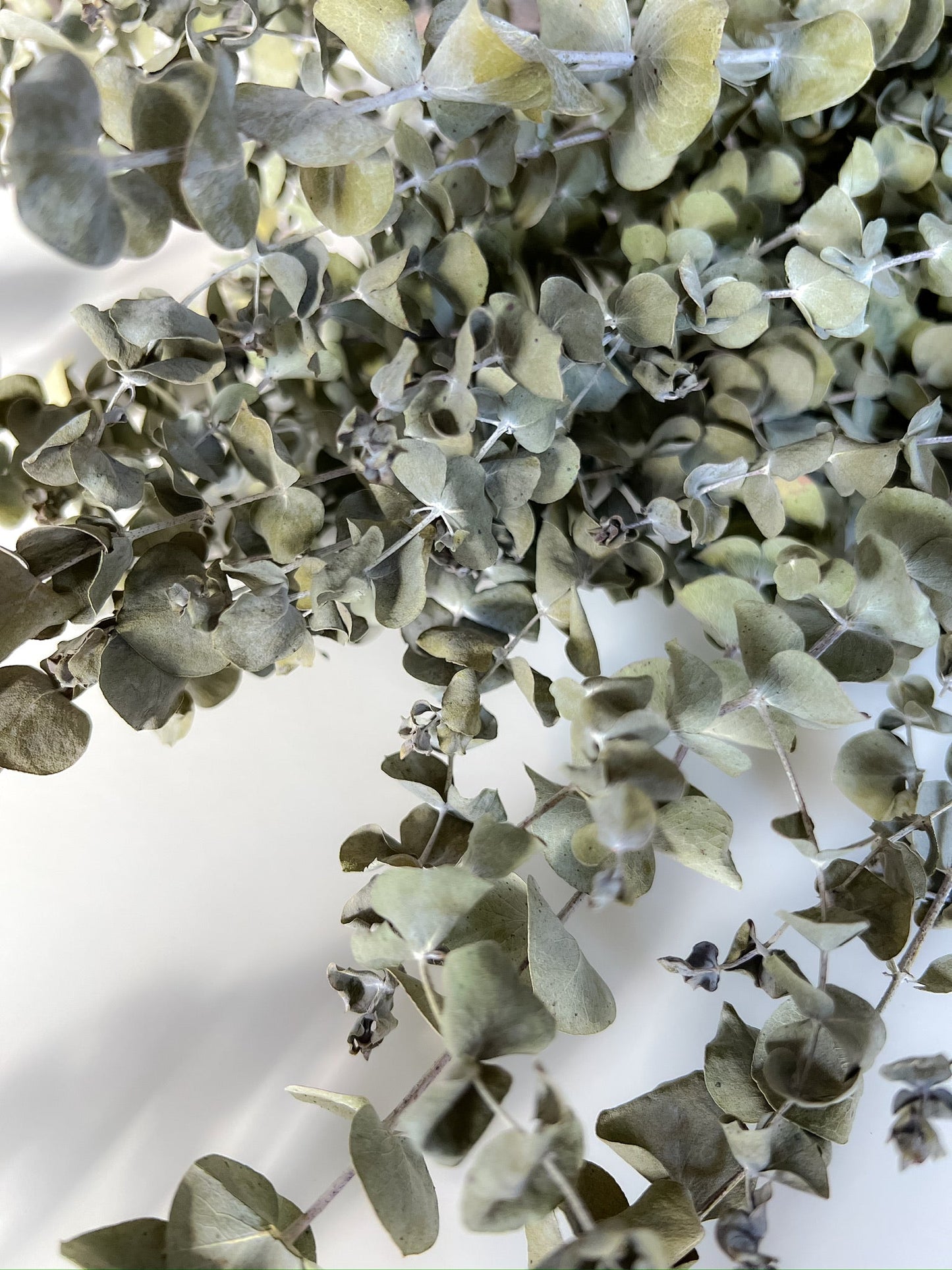 Dried Eucalyptus-Spiral