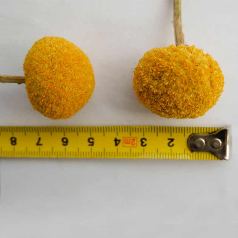 Golden "Billy Button" Craspedia - Vibrant Spherical Dried Flowers for Modern Home Decor