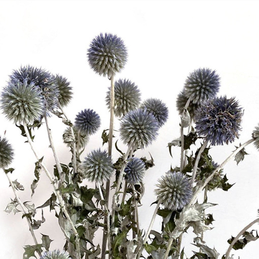 Artisan "Blue Planet" Globe Thistle - Rare Natural Indigo Dried Flowers for Photography & Modern Decor