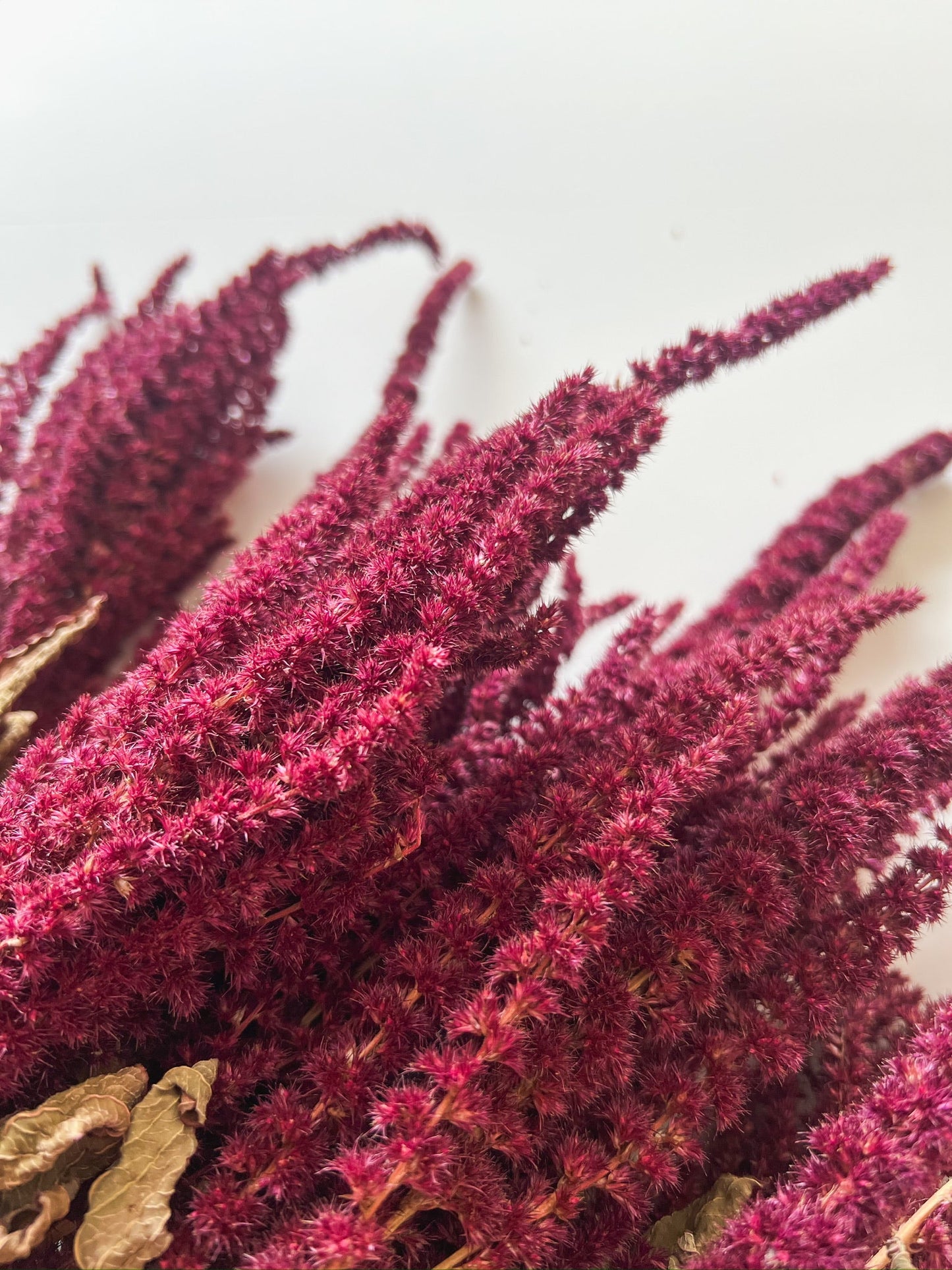 Dried Amaranth Burgundy
