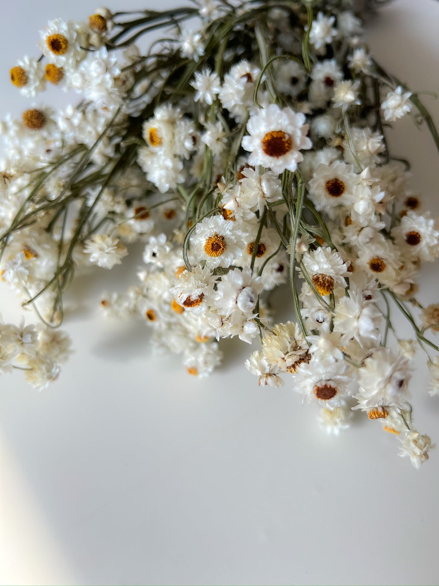 Dried Ammobium