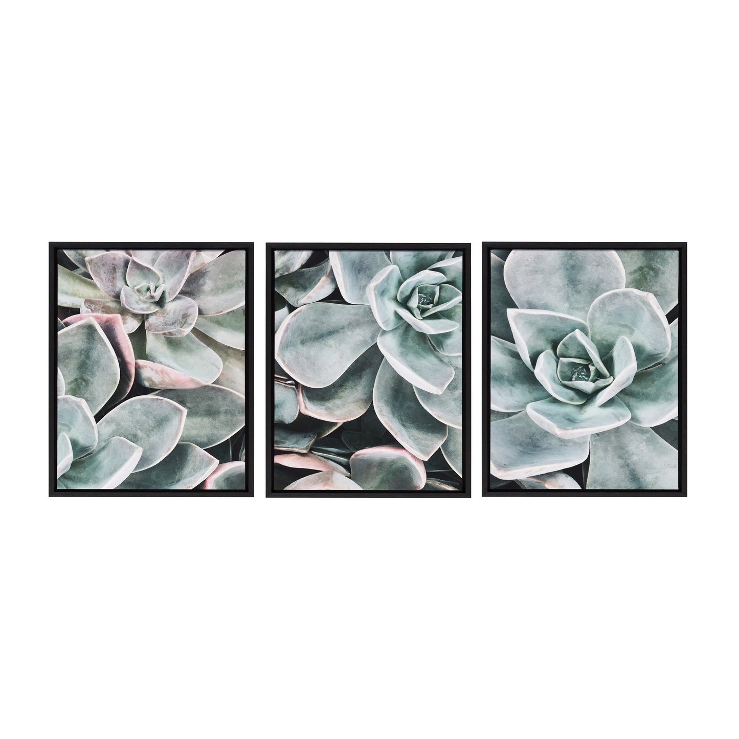 Modern Botanical Succulent Plants 3-Piece Framed Canvas Wall Art Set