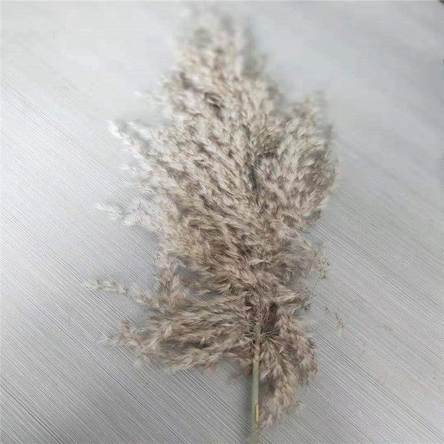 Luxe Cloud Pampas Grass - Extra Fluffy Natural Dried Stems for Floor Vases & Boho Wedding Decor