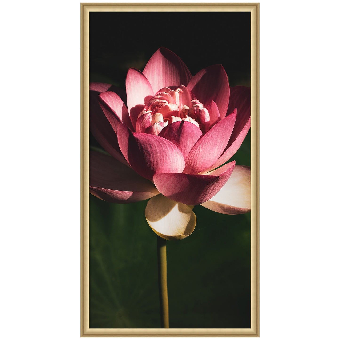Limited Edition Midnight Lotus Flower by Stephanie Klatt Framed Wall Art Print