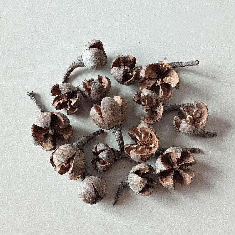 Artisan 3D Preserved Botanicals - Real Dried Flowers for Resin Art, Framing, and DIY Crafts