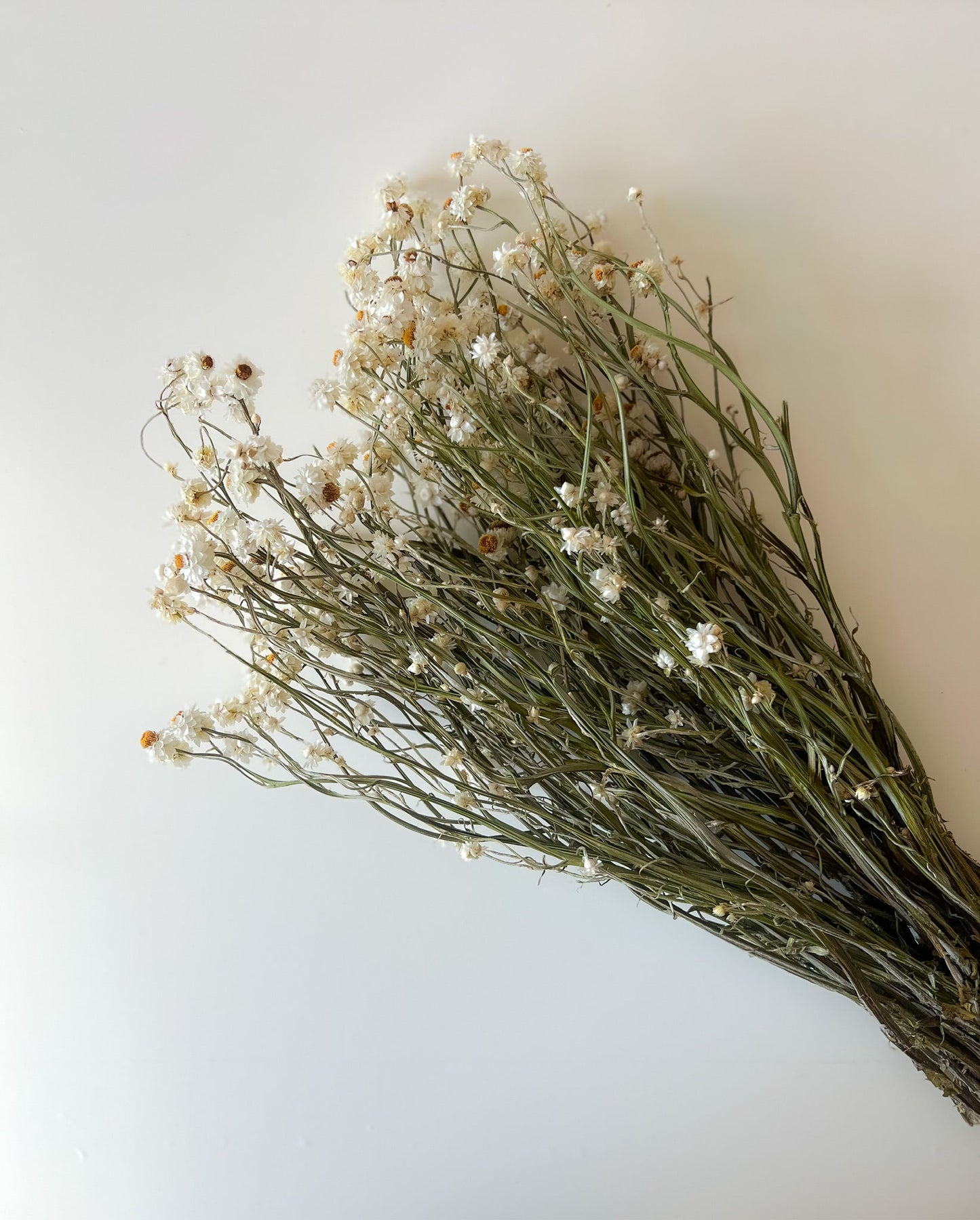Dried Ammobium