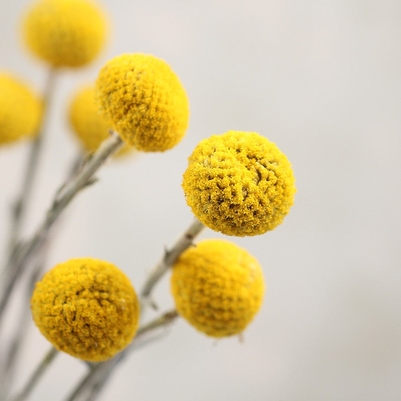Golden "Billy Button" Craspedia - Vibrant Spherical Dried Flowers for Modern Home Decor