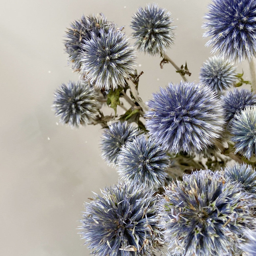 Artisan "Blue Planet" Globe Thistle - Rare Natural Indigo Dried Flowers for Photography & Modern Decor