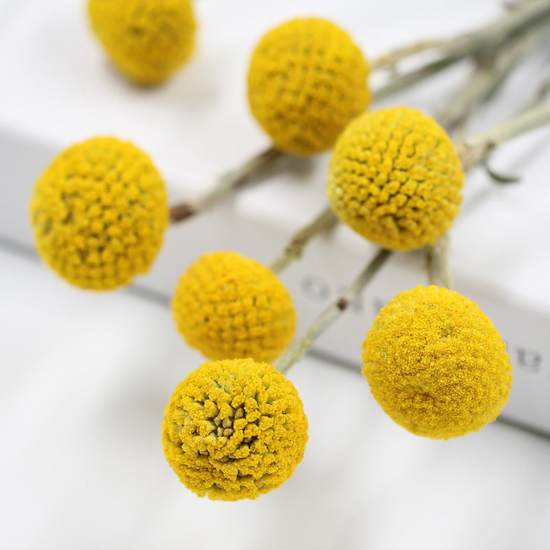 Golden "Billy Button" Craspedia - Vibrant Spherical Dried Flowers for Modern Home Decor