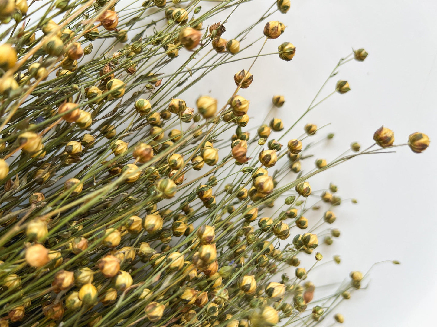 Dried Flax
