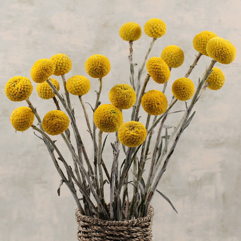 Golden "Billy Button" Craspedia - Vibrant Spherical Dried Flowers for Modern Home Decor