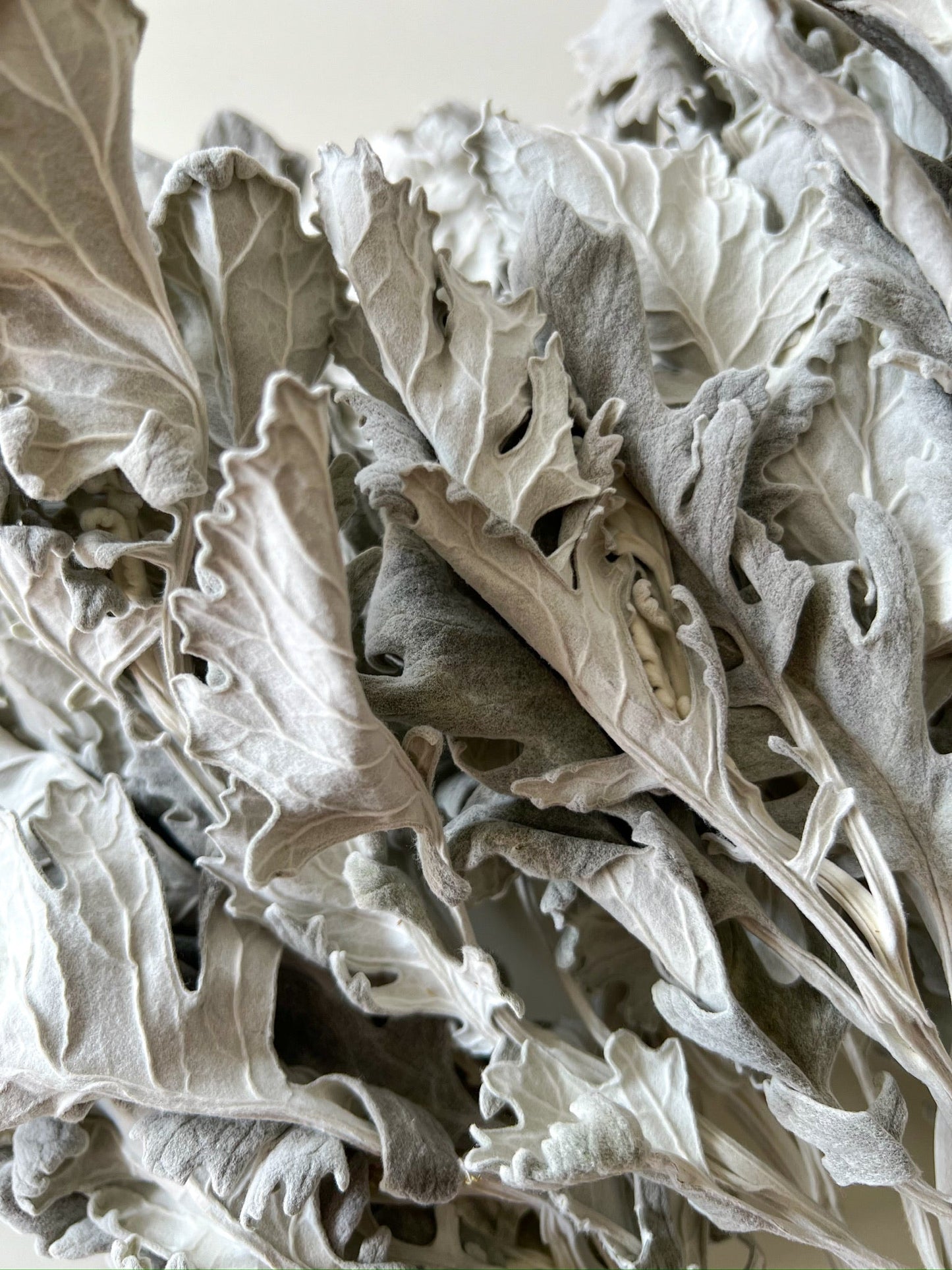Dried Dusty Miller New Look