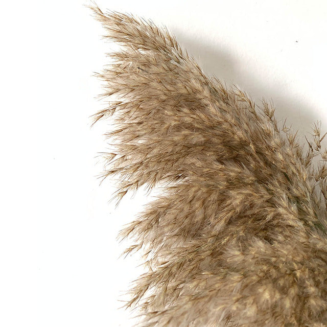 Luxe Cloud Pampas Grass - Extra Fluffy Natural Dried Stems for Floor Vases & Boho Wedding Decor