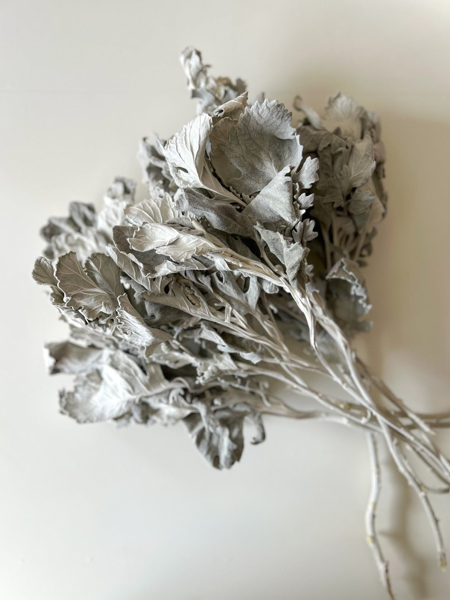 Dried Dusty Miller New Look
