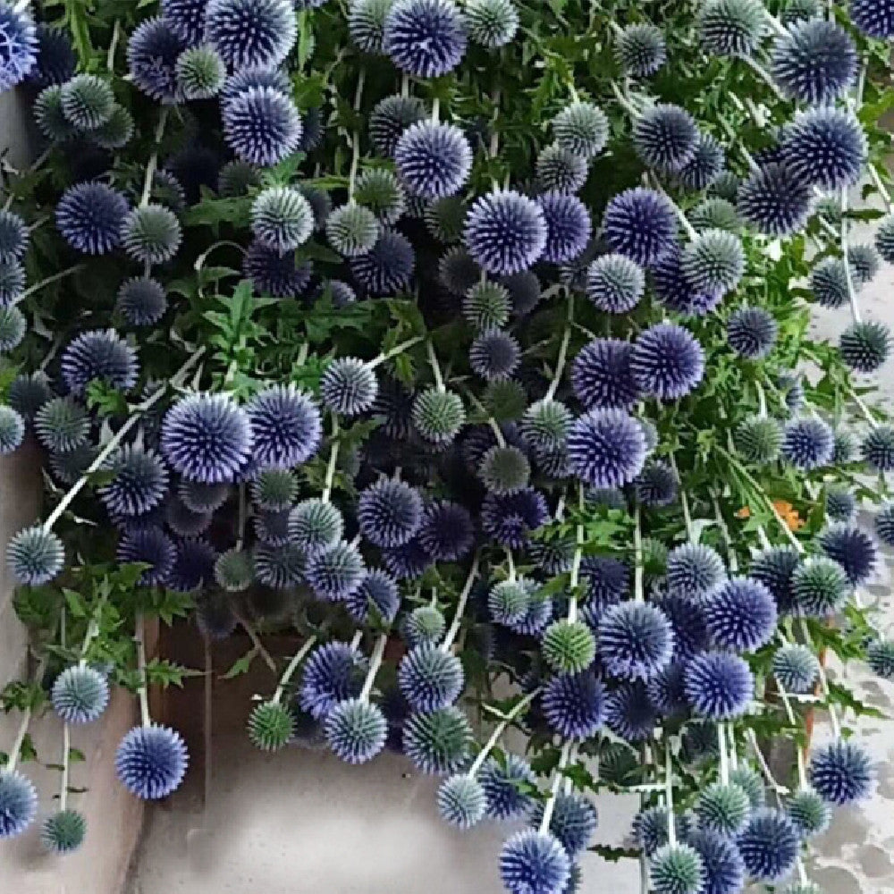 Artisan "Blue Planet" Globe Thistle - Rare Natural Indigo Dried Flowers for Photography & Modern Decor