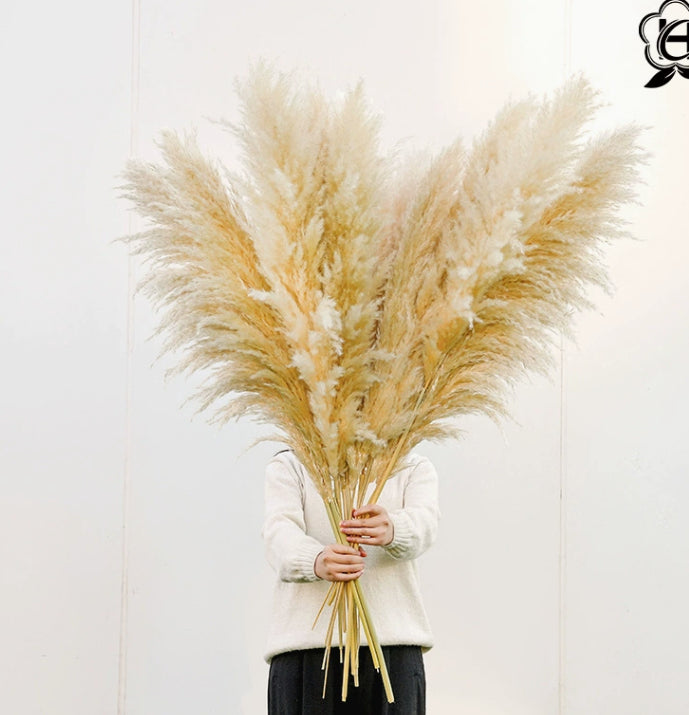 Boho-Chic Natural Dried Pampas Reeds - Hand-Selected Decorative Bouquet