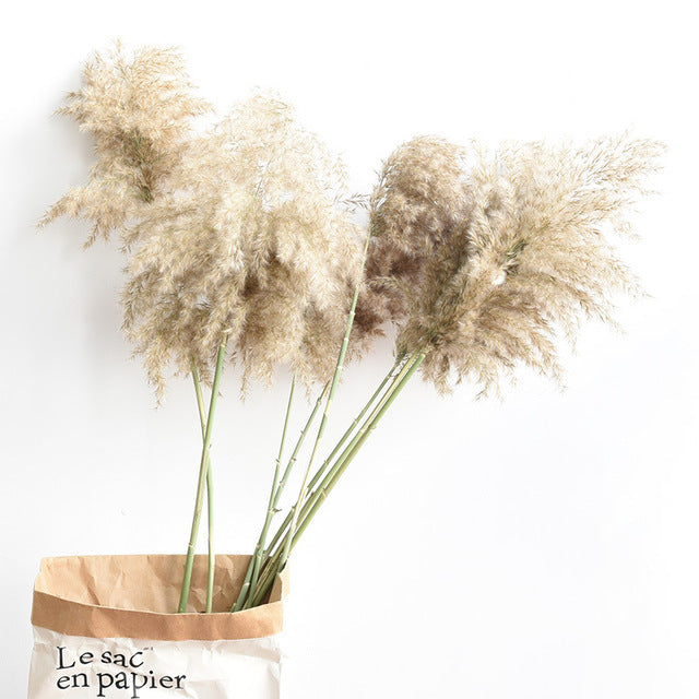Luxe Cloud Pampas Grass - Extra Fluffy Natural Dried Stems for Floor Vases & Boho Wedding Decor