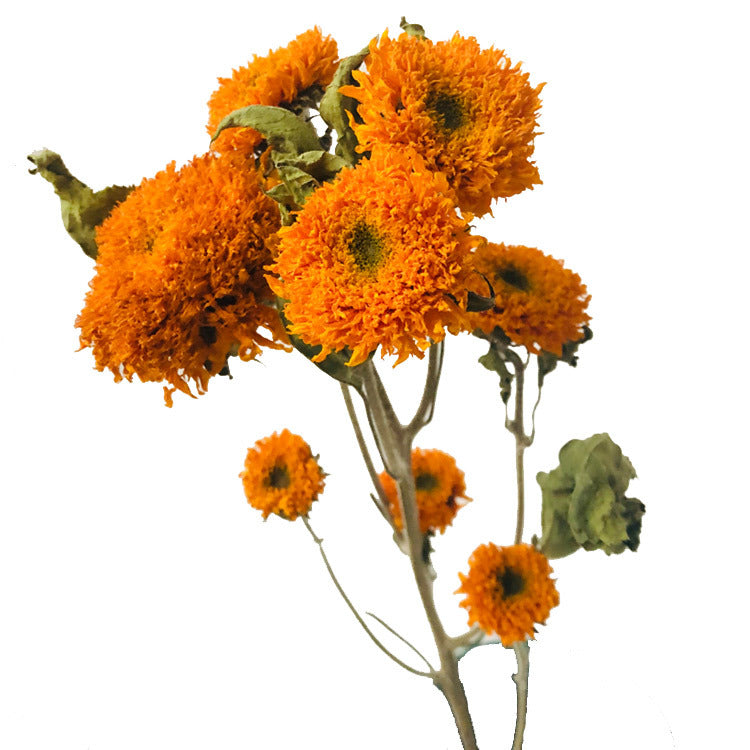 Golden Hour Dried Sunflowers - Hand-Preserved Everlasting Blooms for Home & Gifting