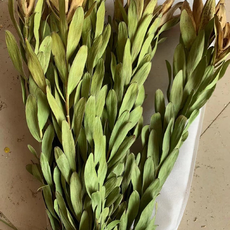 Golden Harvest Dried Wheat Stems - 100pc Natural Sun-Dried Bouquet for Rustic Home & Wedding Decor