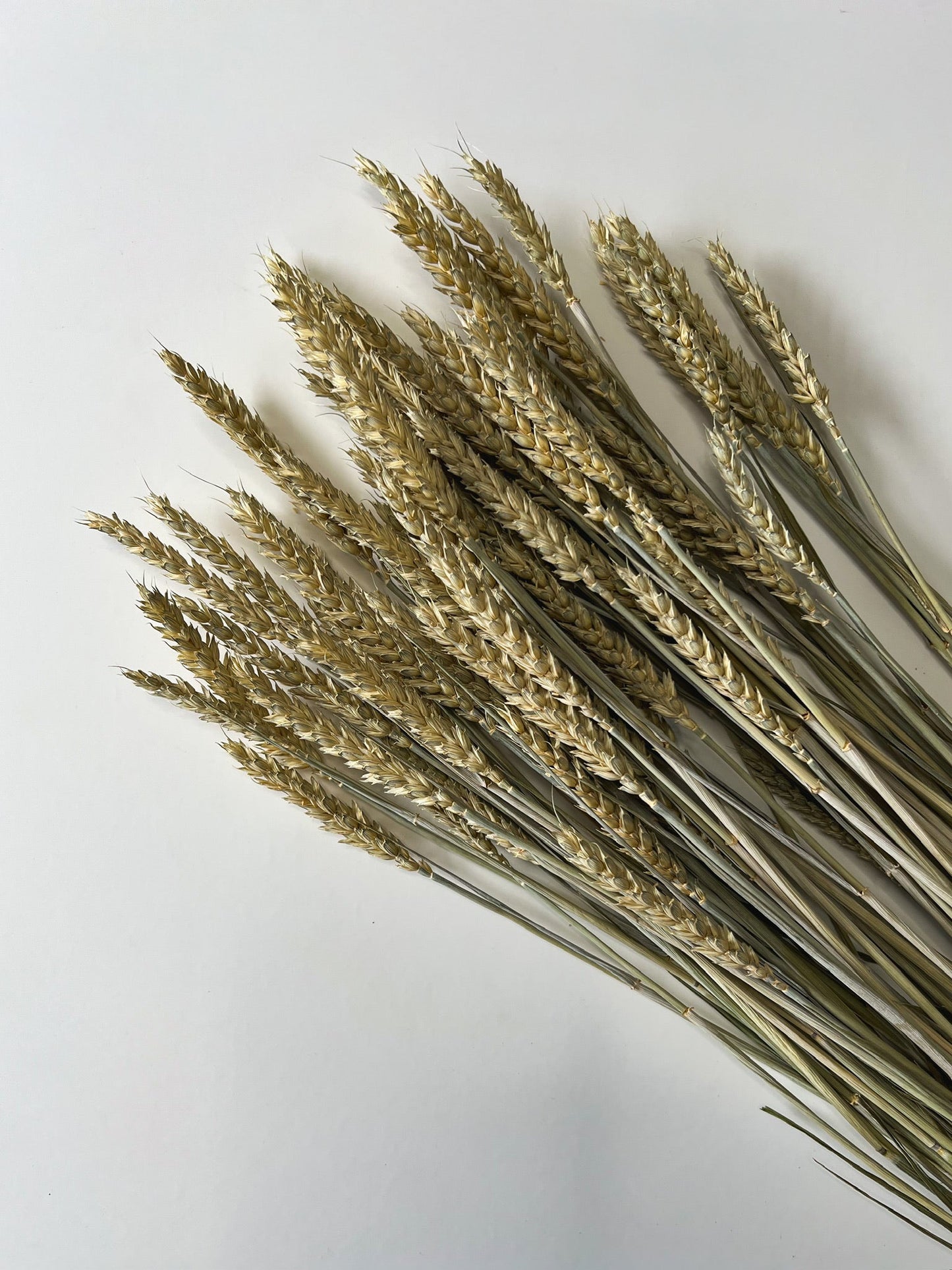 Dried Wheat
