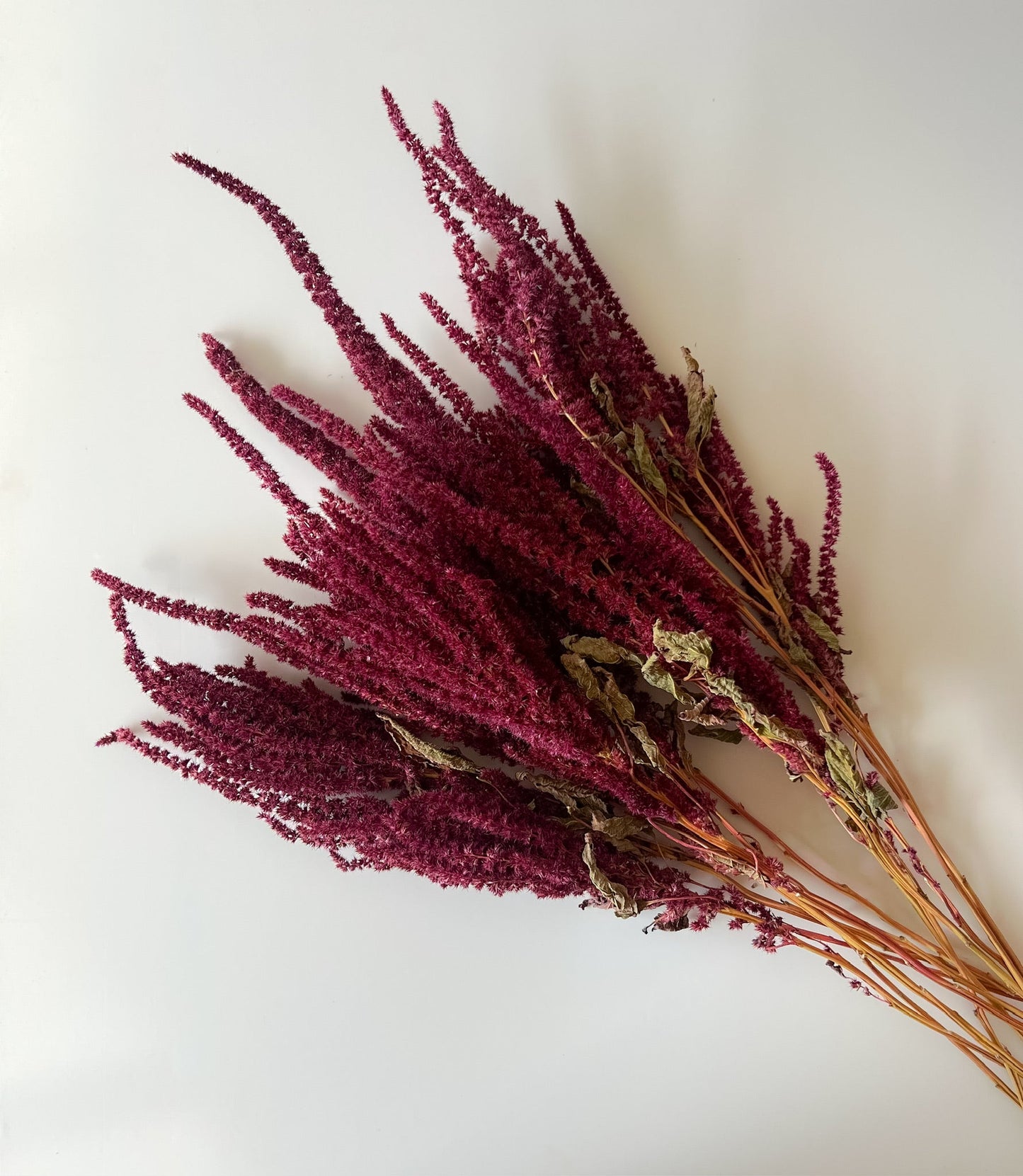 Dried Amaranth Burgundy