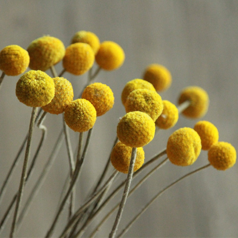 Golden "Billy Button" Craspedia - Vibrant Spherical Dried Flowers for Modern Home Decor