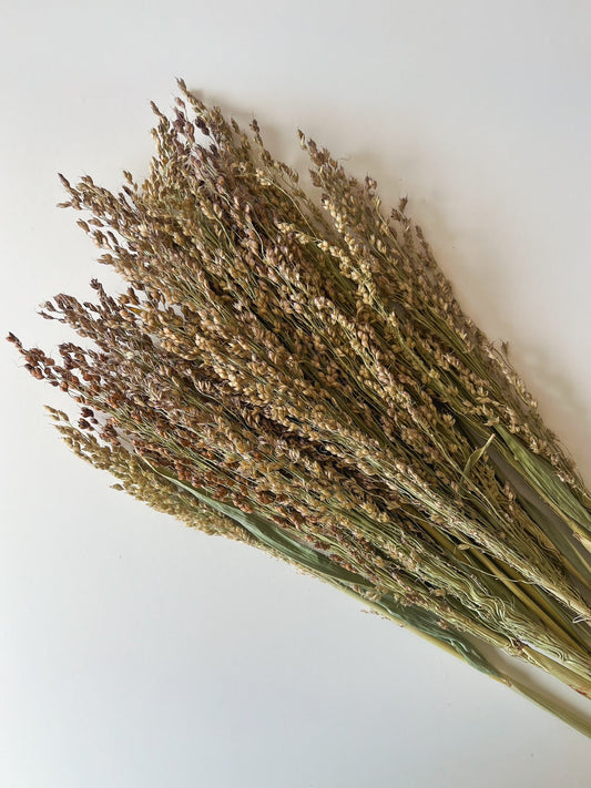 Dried Broomcorn Blonde