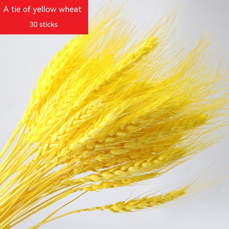 Golden Harvest Dried Wheat Stems - 100pc Natural Sun-Dried Bouquet for Rustic Home & Wedding Decor