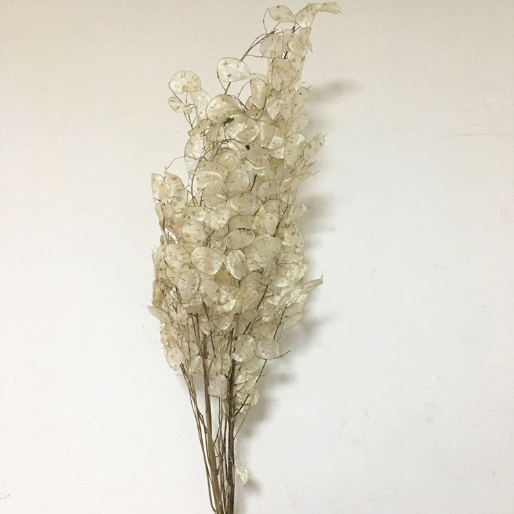 Eternal Blooms - Hand-Selected Natural Air-Dried Flowers for DIY Decor & Gifting