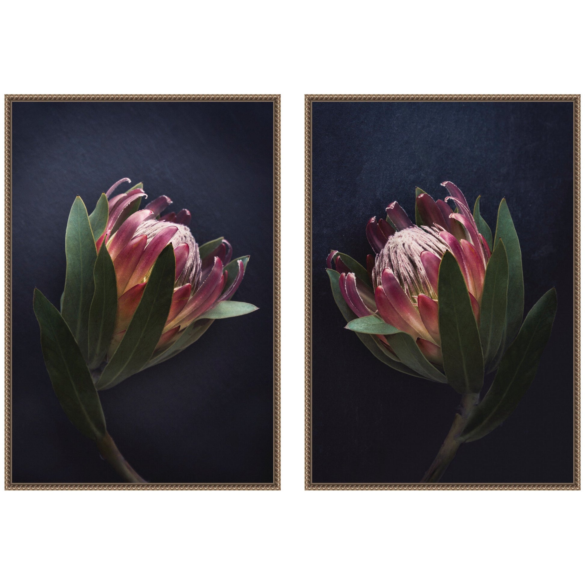 Two framed pictures of a protea flower on a dark background