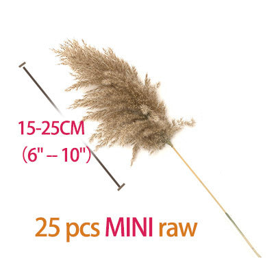 Luxe Cloud Pampas Grass - Extra Fluffy Natural Dried Stems for Floor Vases & Boho Wedding Decor