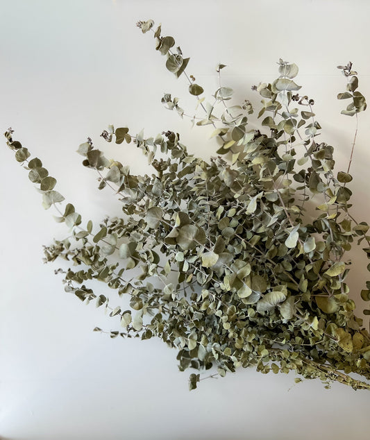 Dried Eucalyptus-Spiral
