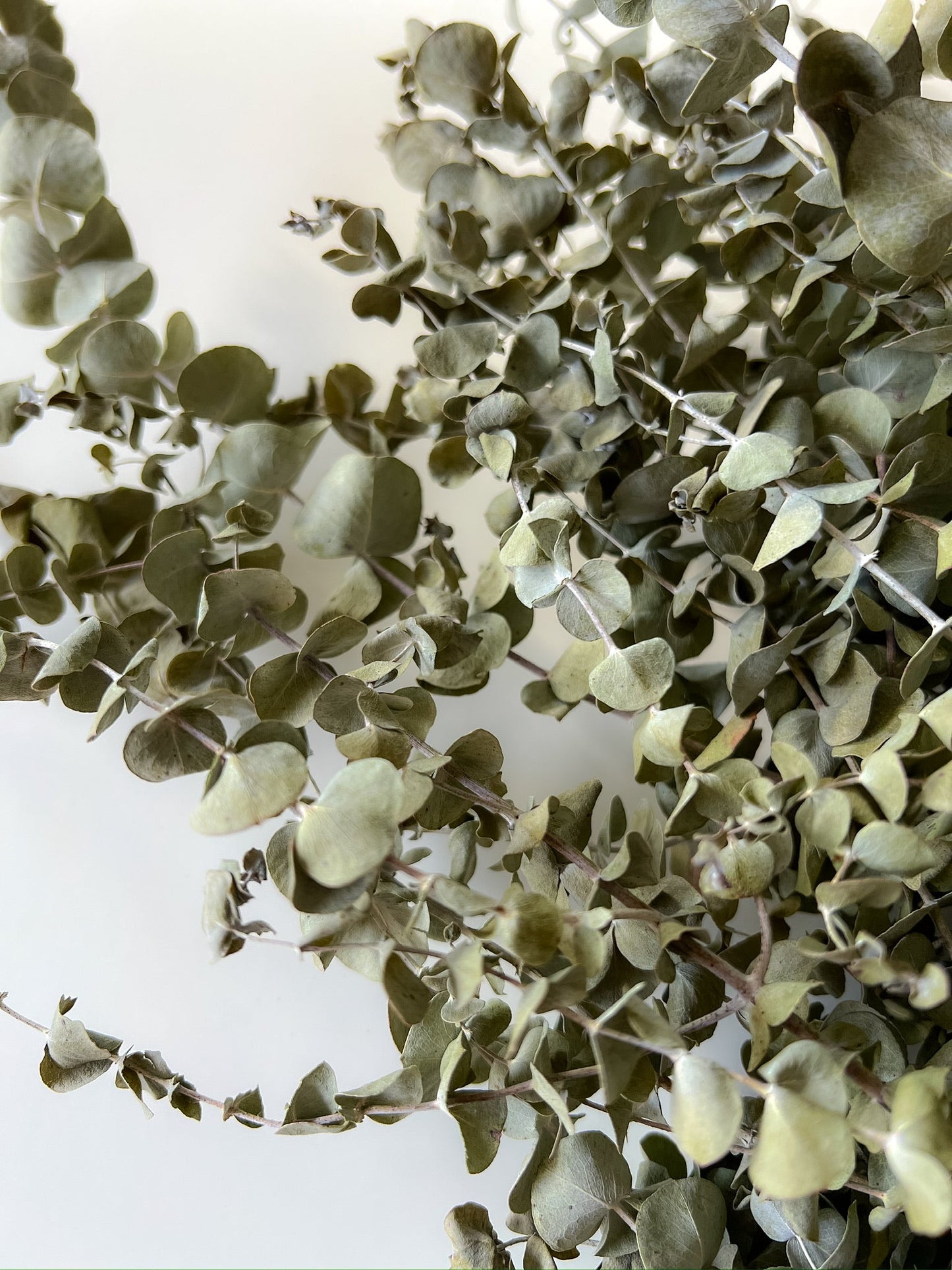 Dried Eucalyptus-Spiral