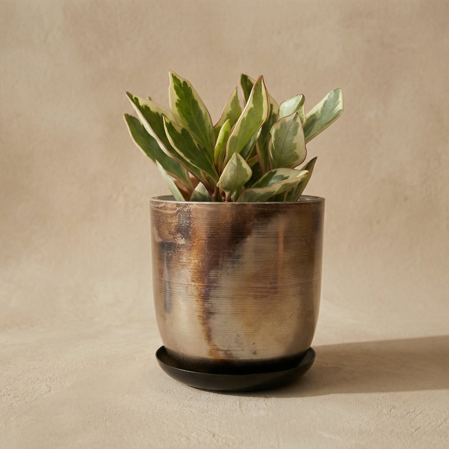 Potted plant in a textured pot on a beige background