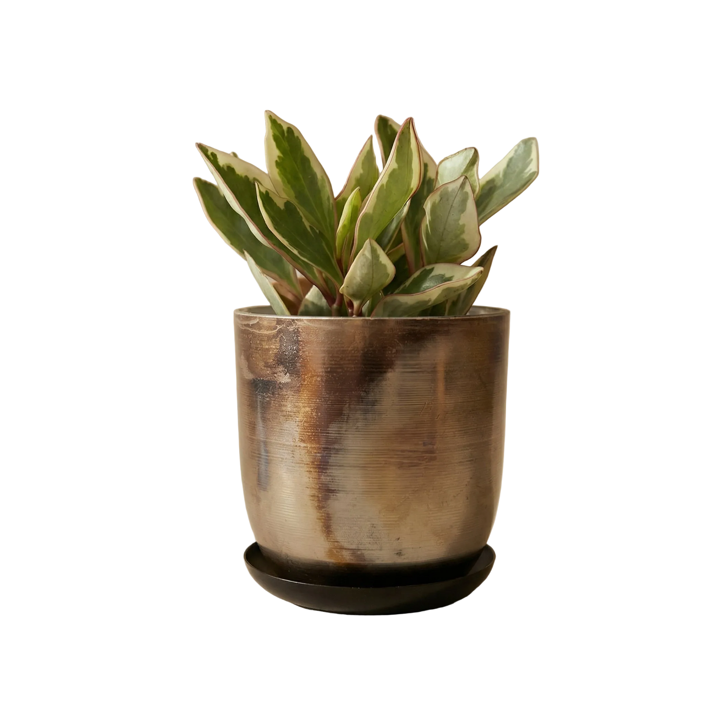 Potted plant with a wooden pot on a white background