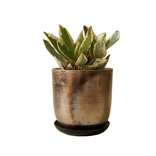 Potted plant with a wooden pot on a white background
