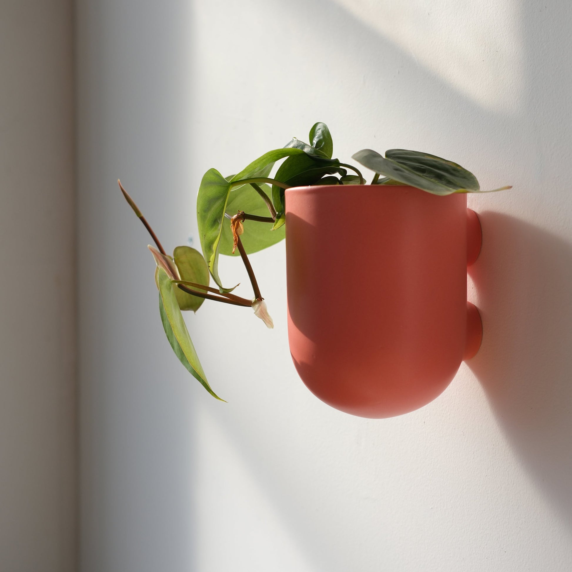 Red wall-mounted planter with a green plant against a white wall