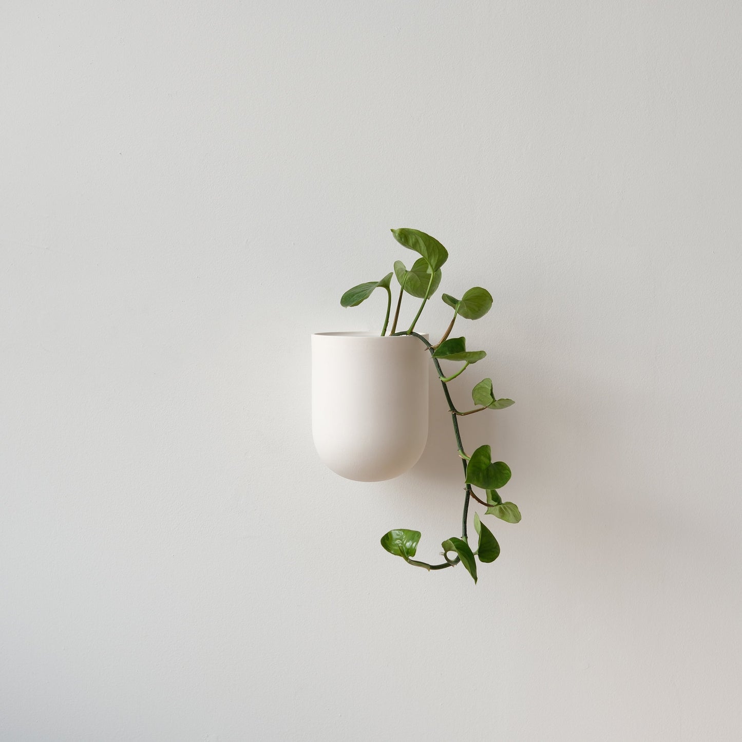 White ceramic planter with a green plant on a light gray background