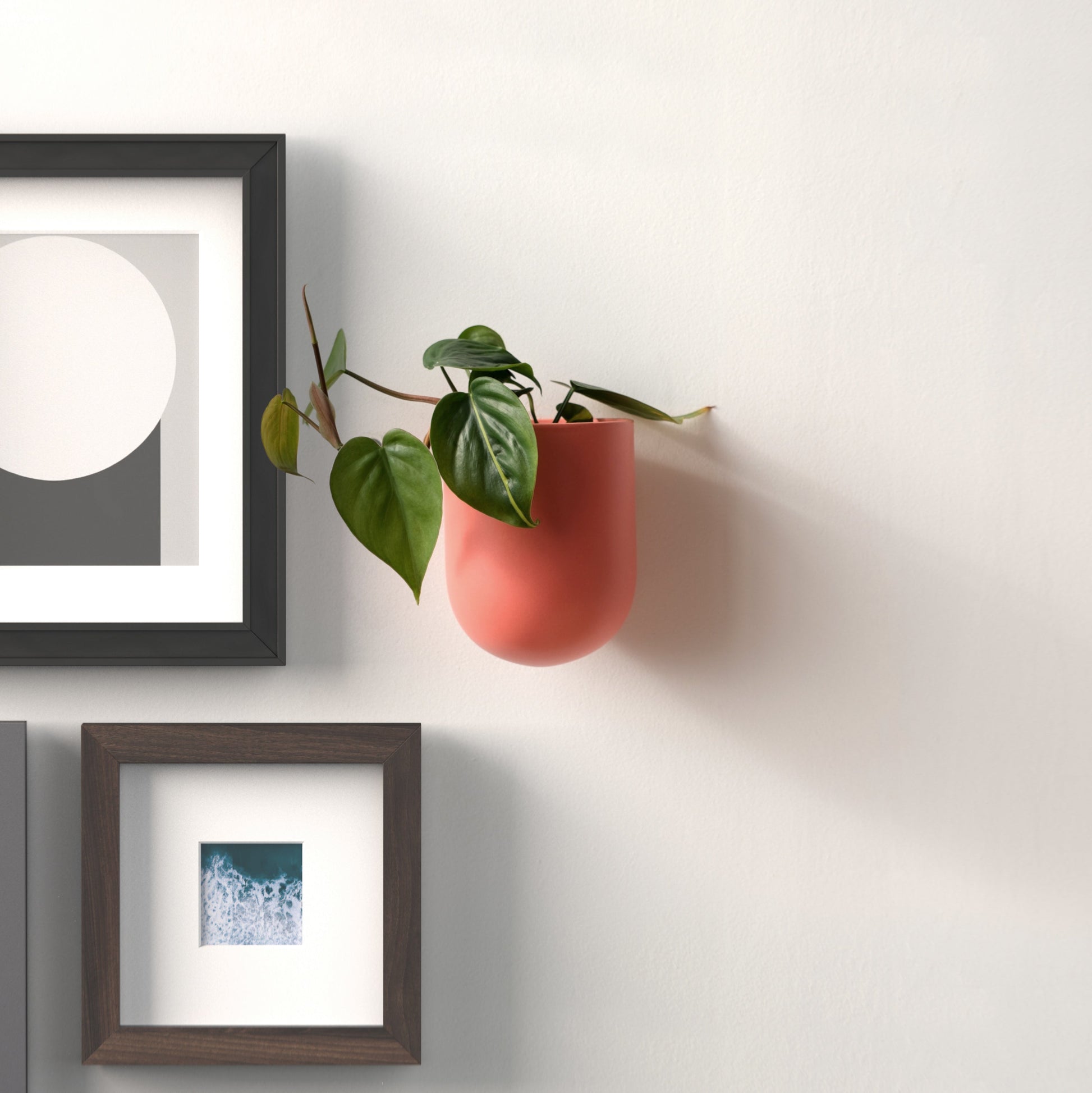 Decorative wall with framed pictures and a hanging plant on a light gray background