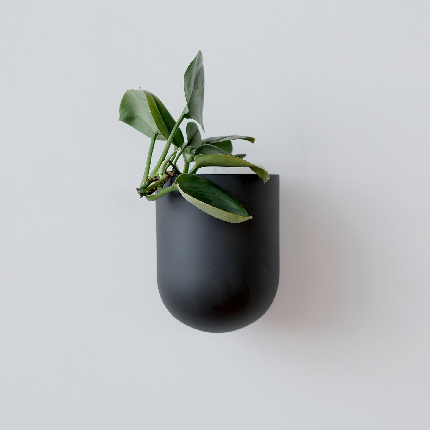 Black wall-mounted planter with a green plant on a light gray background