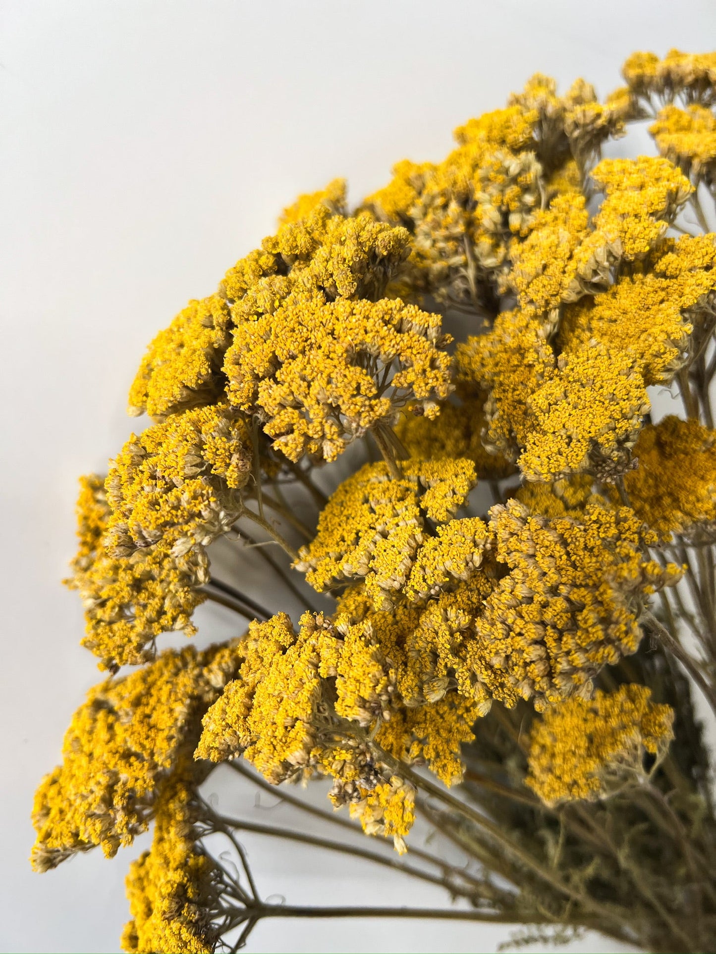 Dried Yellow Yarrow
