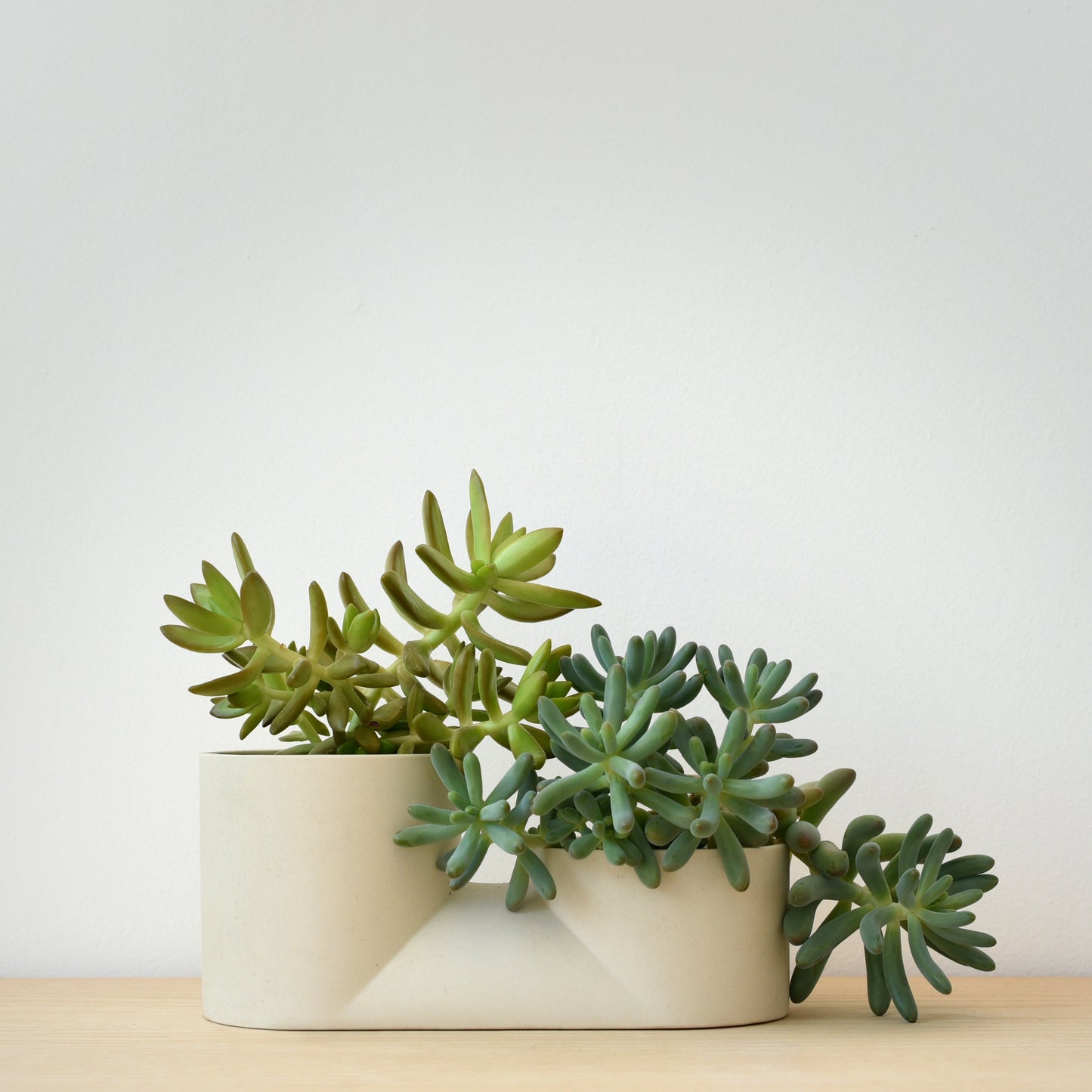 Two potted succulents on a wooden surface with a light gray background
