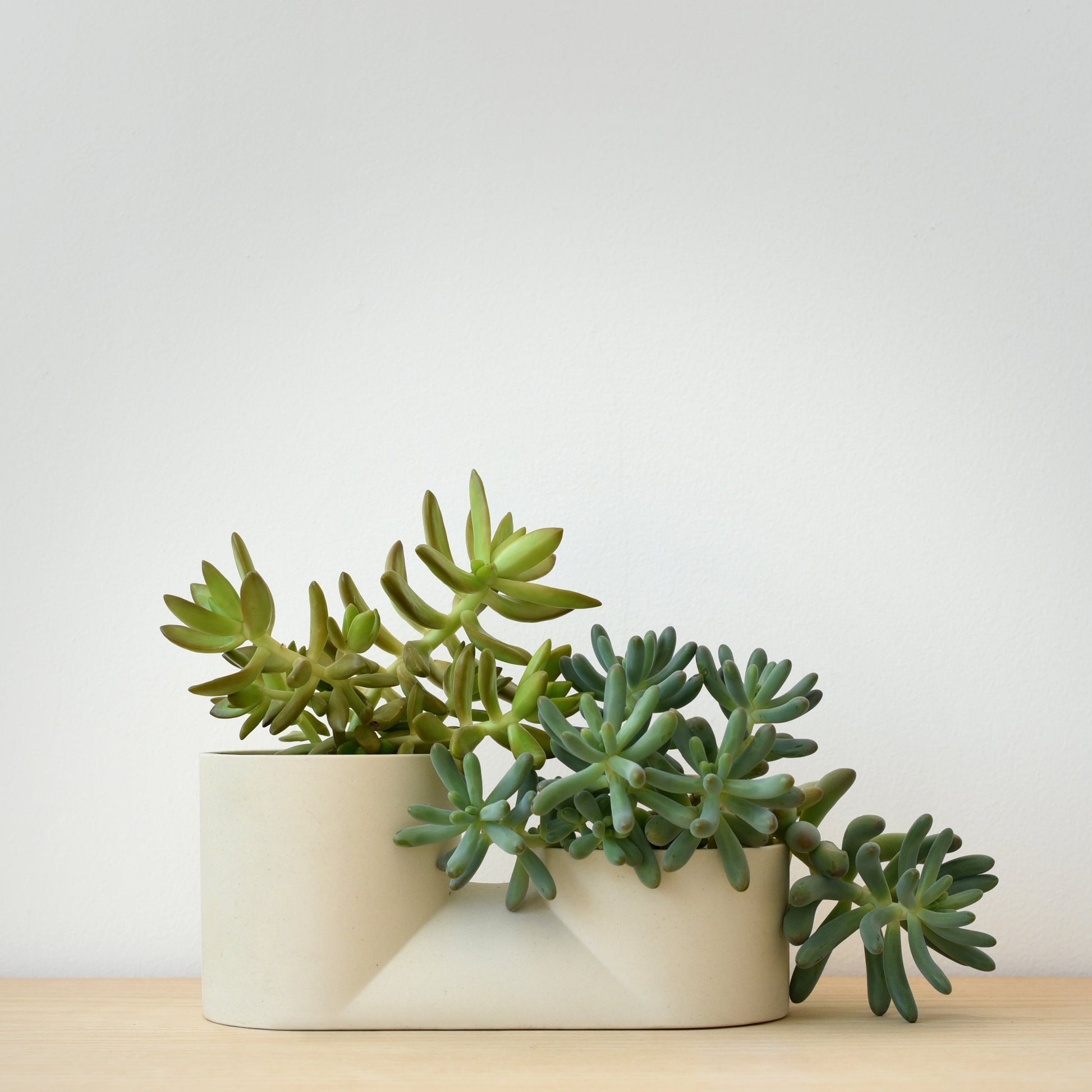Two potted succulents on a wooden surface with a light gray background
