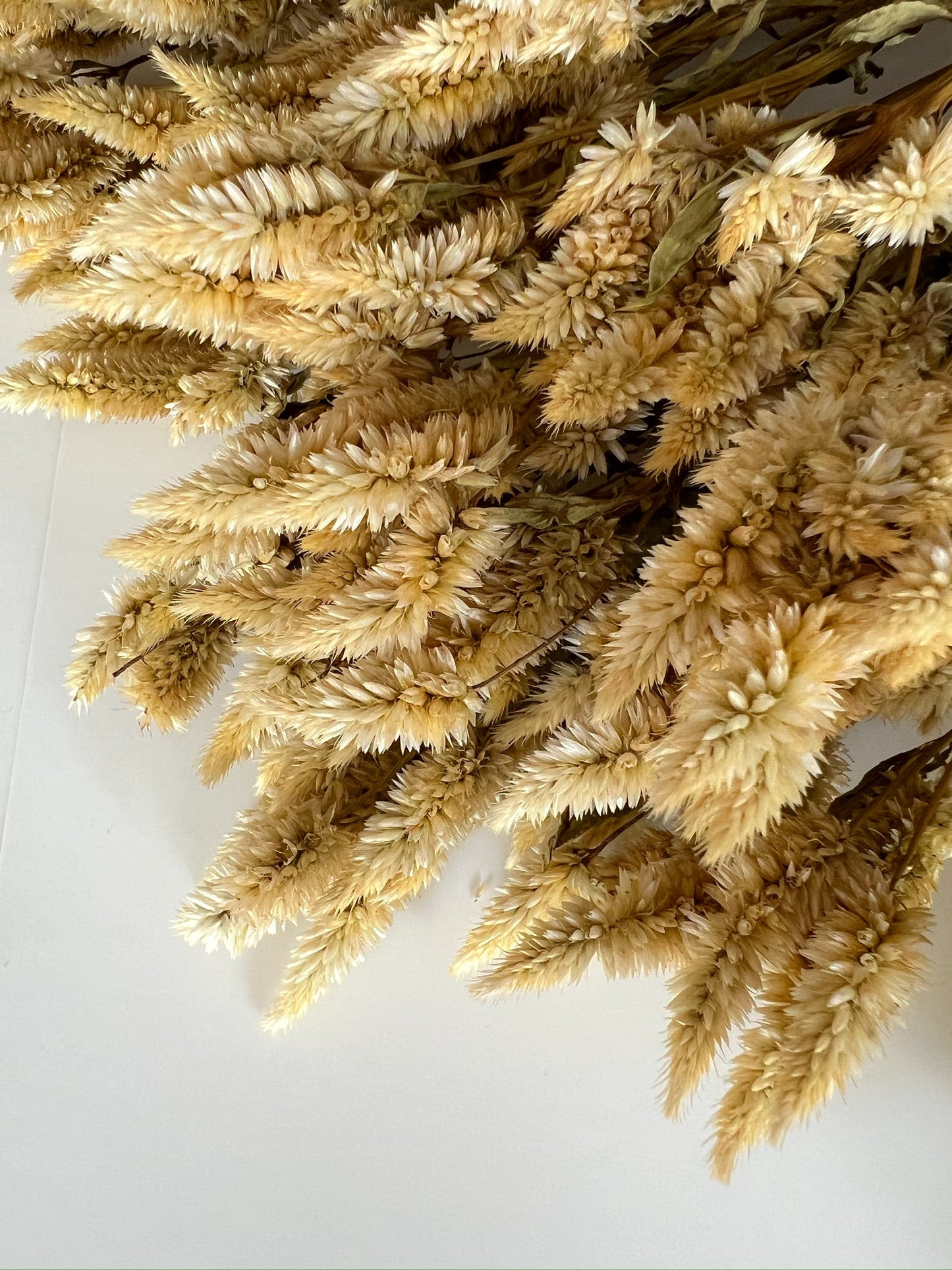 Dried Celosia White Spike