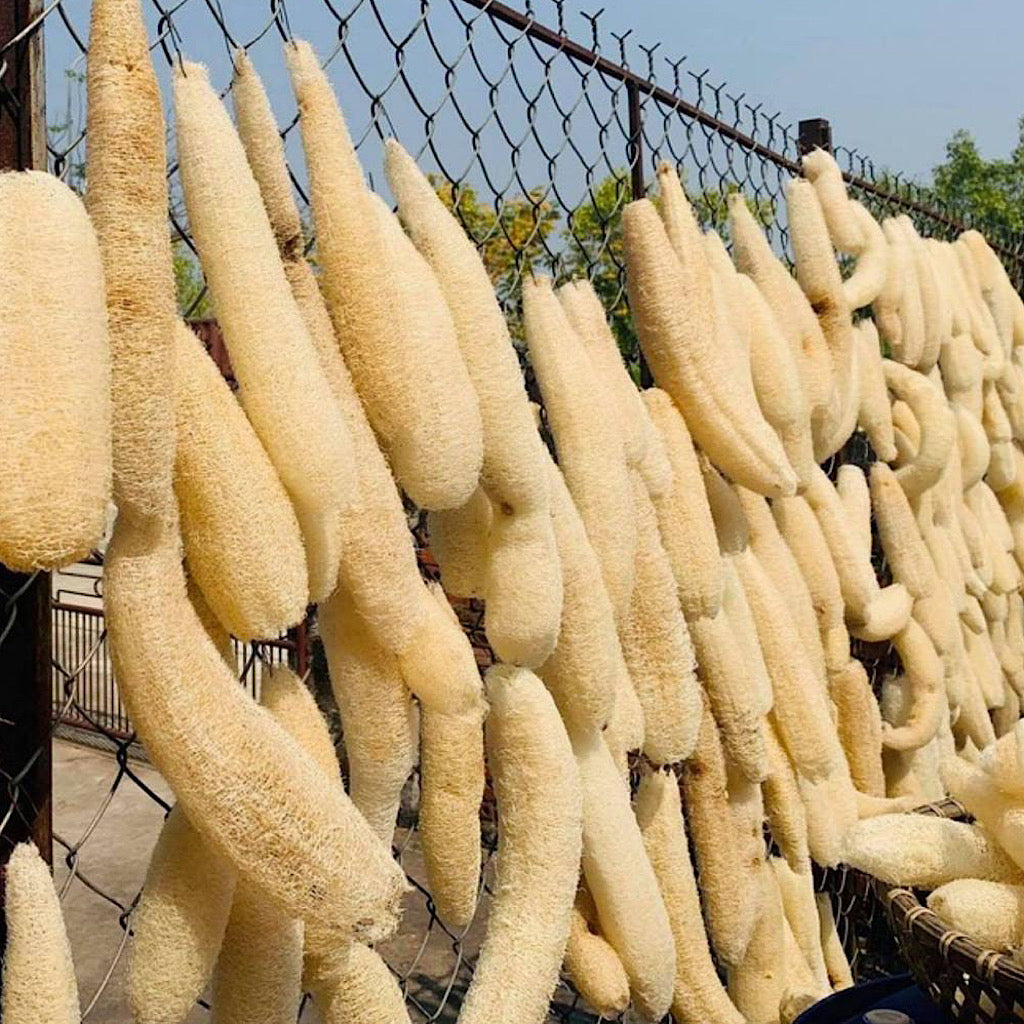Natural Loofah Sponge