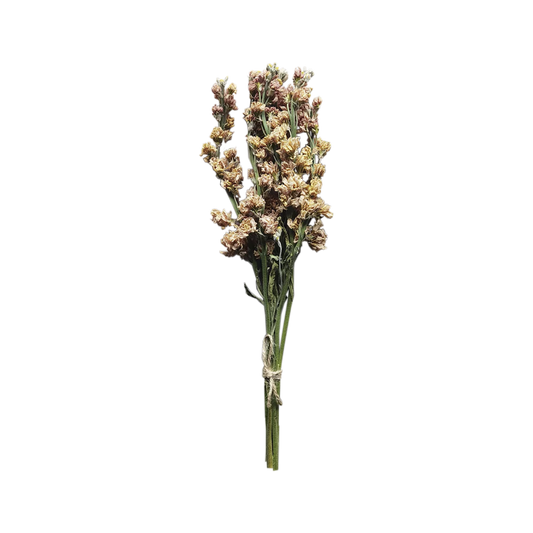 Dried Larkspur