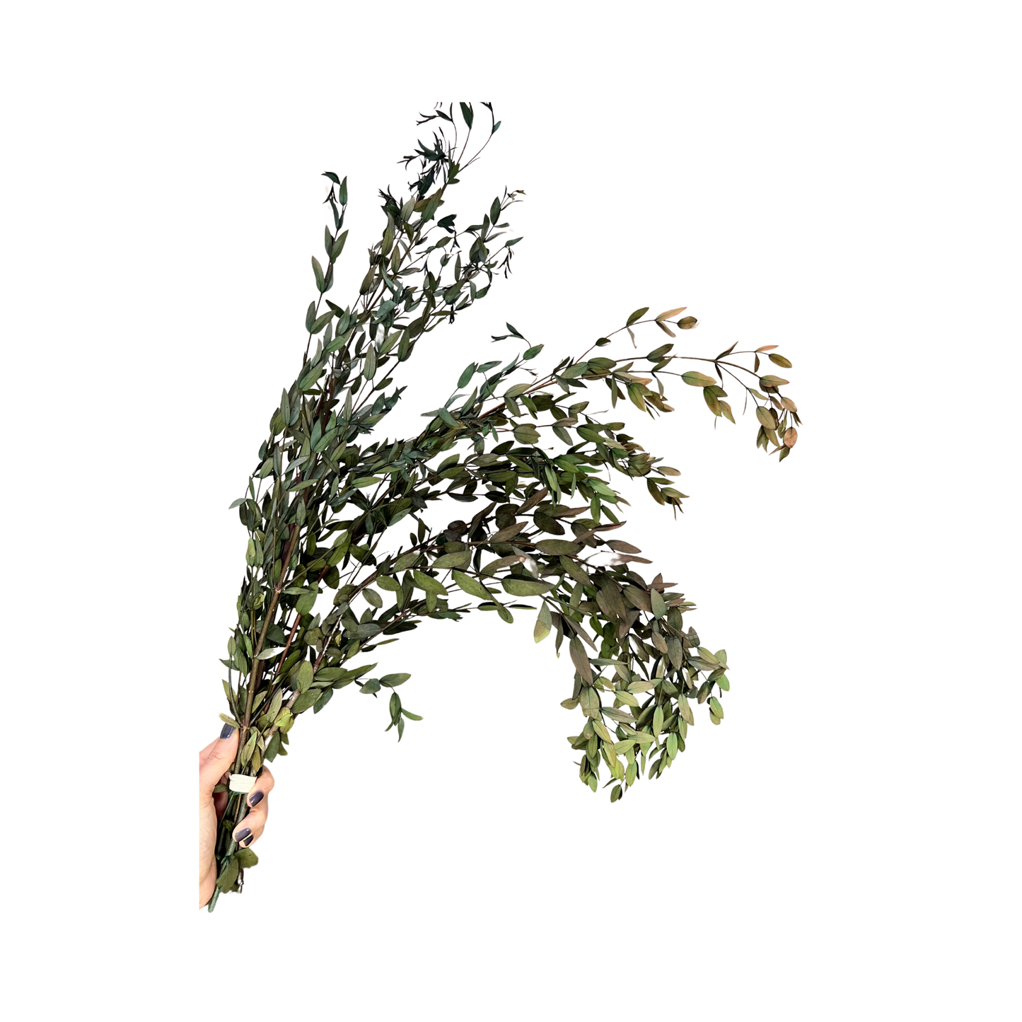 Preserved Parvifolia Eucalyptus: Small Teardrop - Olive Green