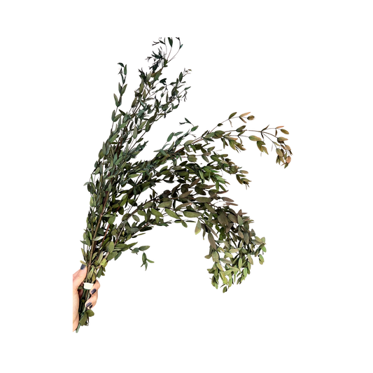 Preserved Parvifolia Eucalyptus: Small Teardrop - Olive Green