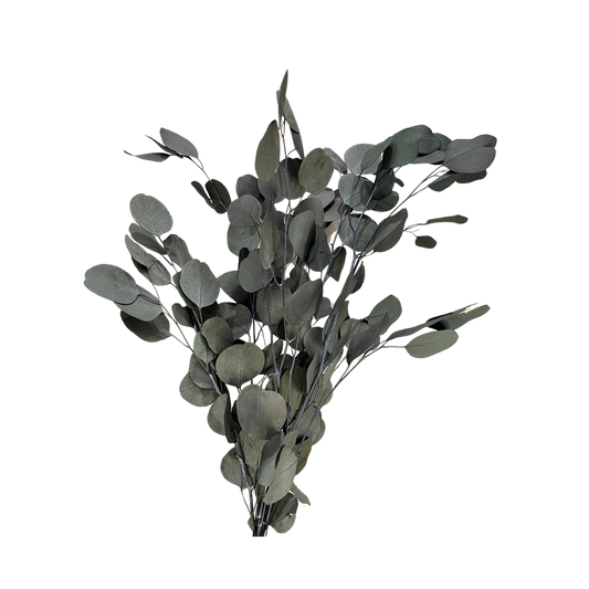 Preserved Silver Dollar Eucalyptus