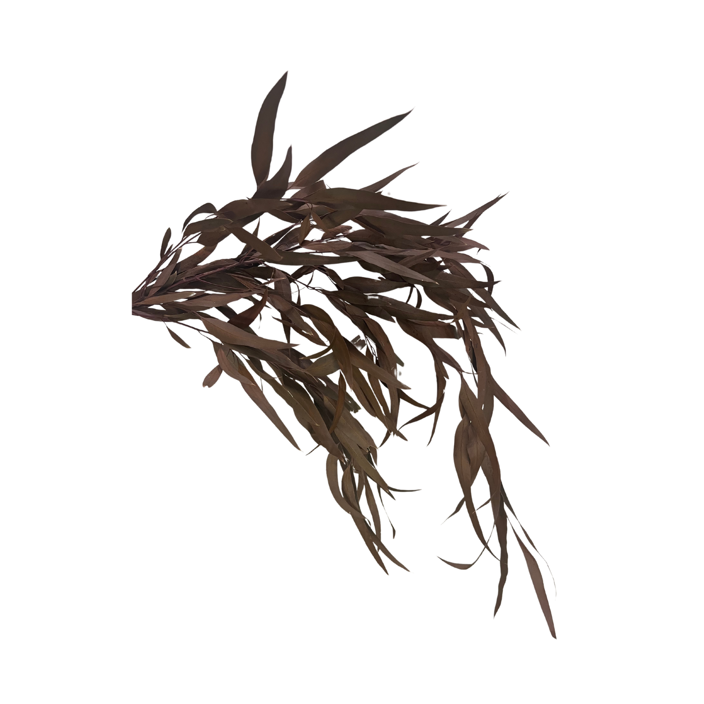 Preserved Weeping Willow Seed Eucalyptus - Terracotta Orange